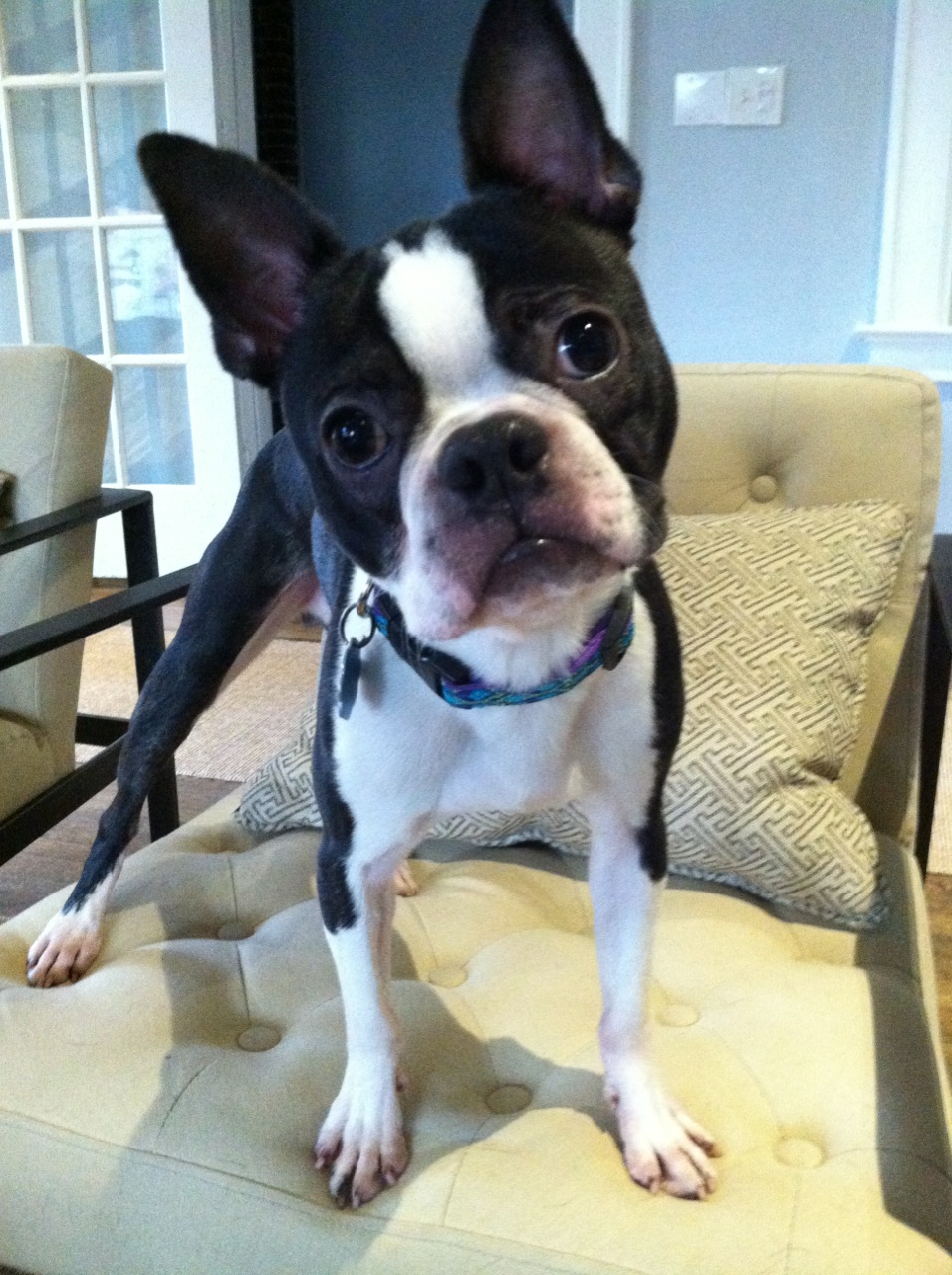 Meet Louie with Mega E! – Adopted