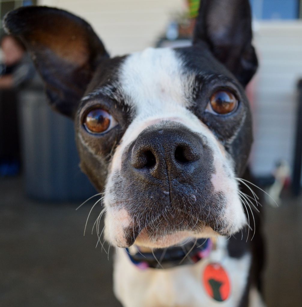 Meet Tipsy – Adopted