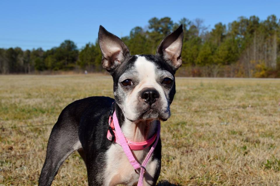 Meet Emma – Adopted