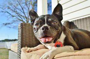 10914876_1043460755680462_6066821425932688436_o