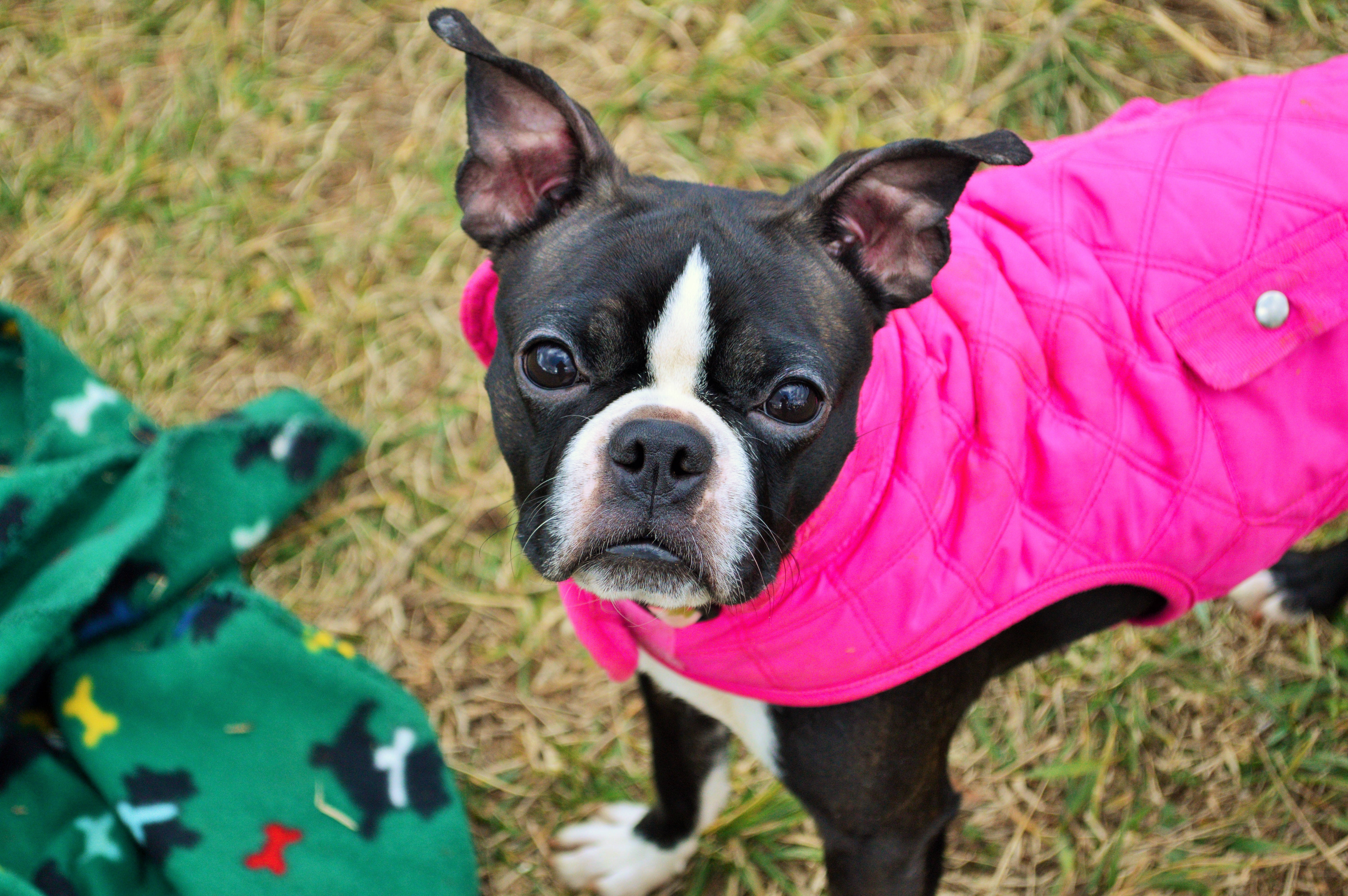 Meet Bitzie – Adopted