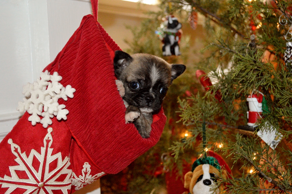 Meet Hugh – Adopted