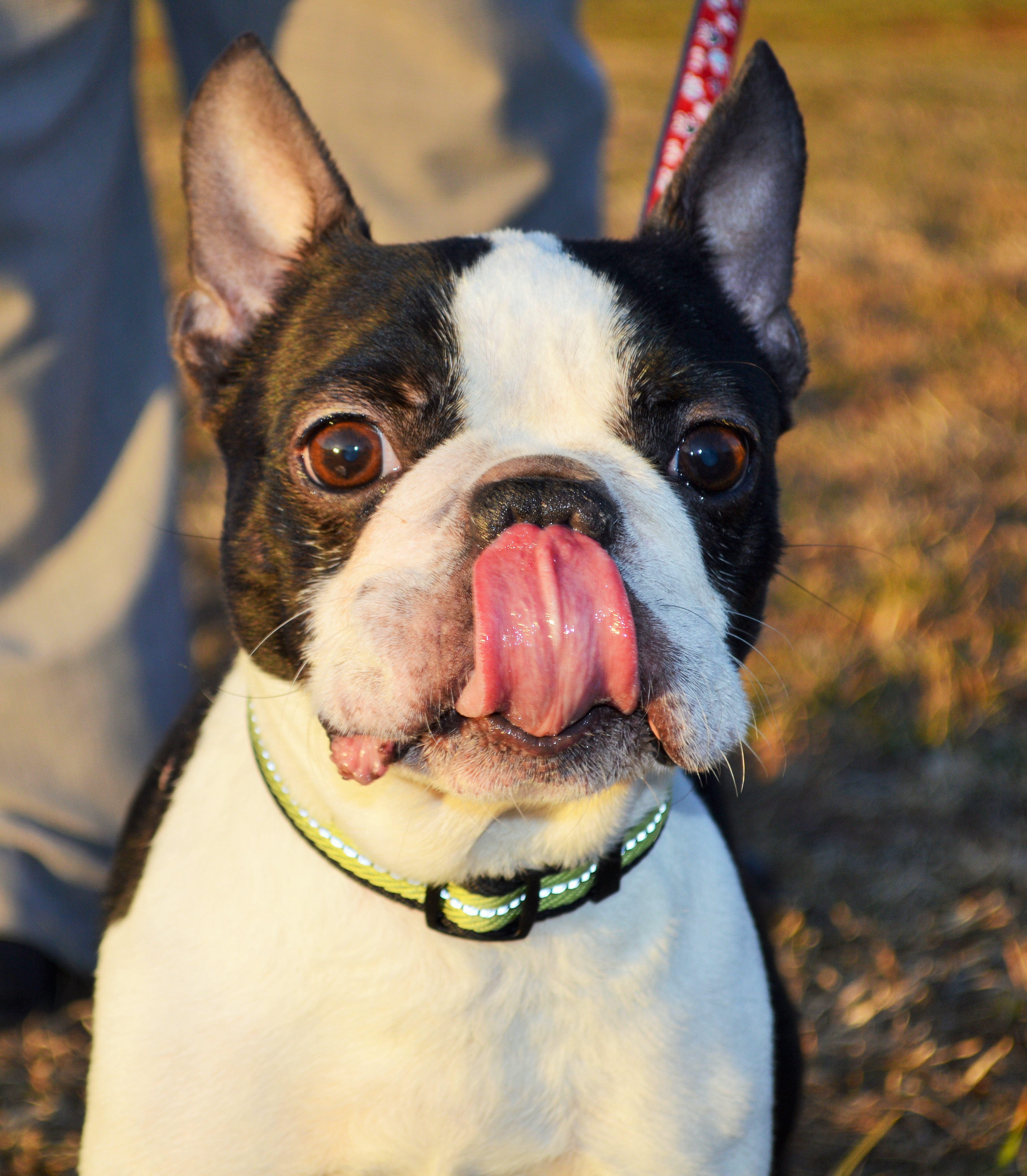 Meet Fred! – Adopted