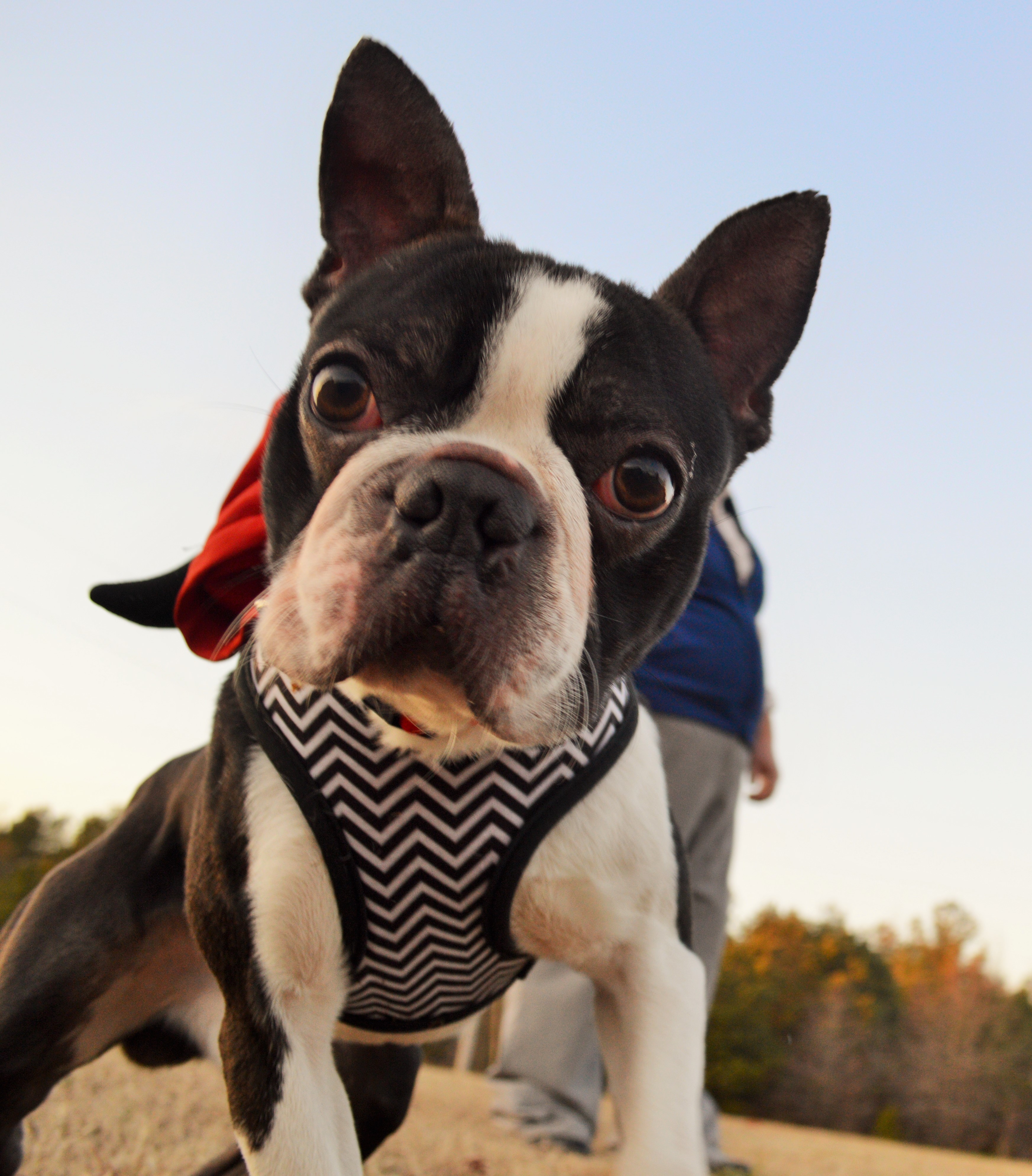 Meet George Wigglebottom – Adopted