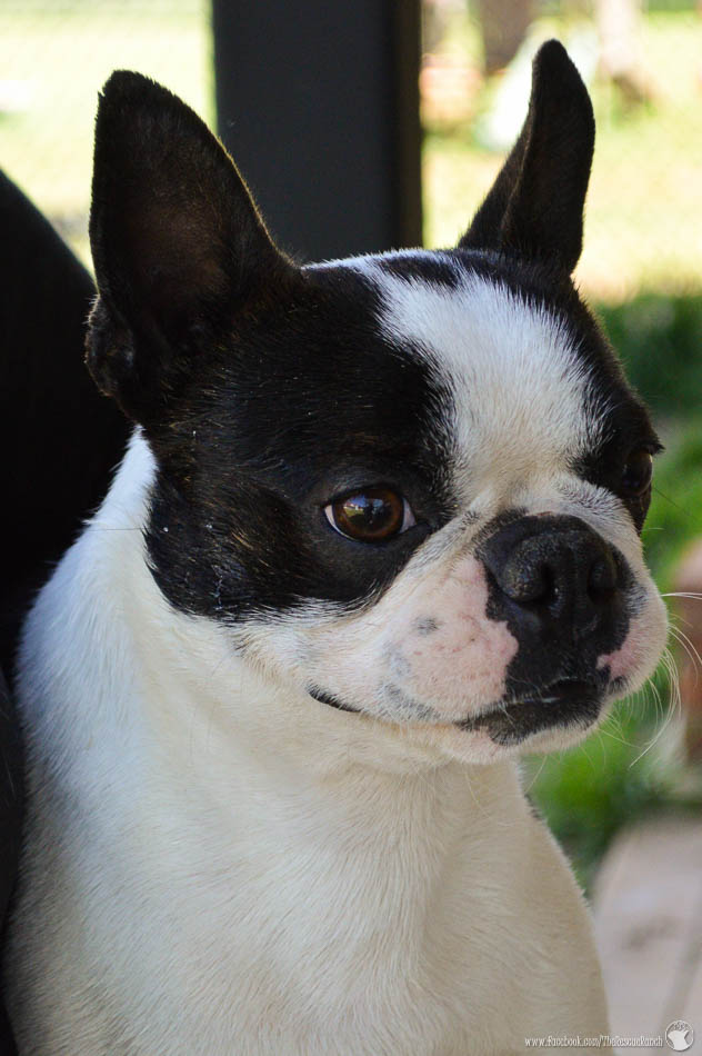 Meet Jiggs – Adopted