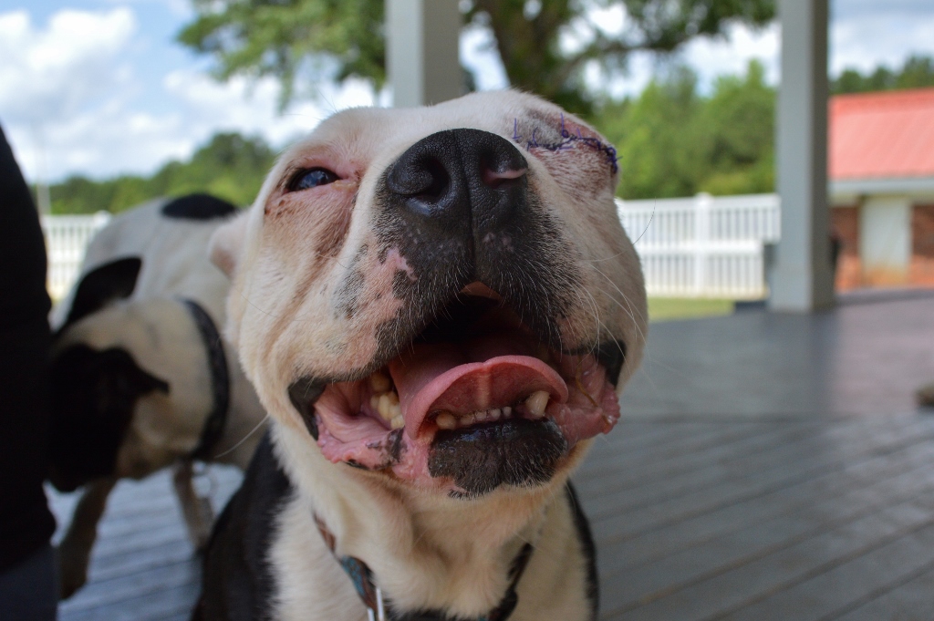 Meet Milburn – Adopted