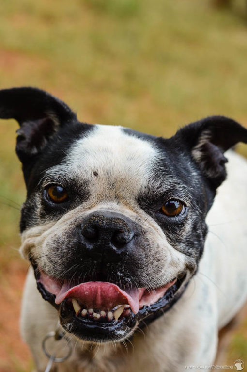 Meet Franklin – Adopted - The Rescue Ranch Pups