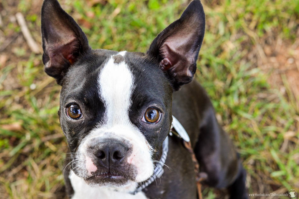 Meet Cooper – Adopted