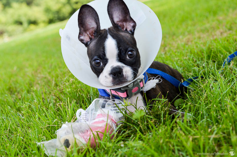 Meet Philomena – Adopted