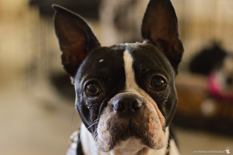 Meet Audrey! – Adopted