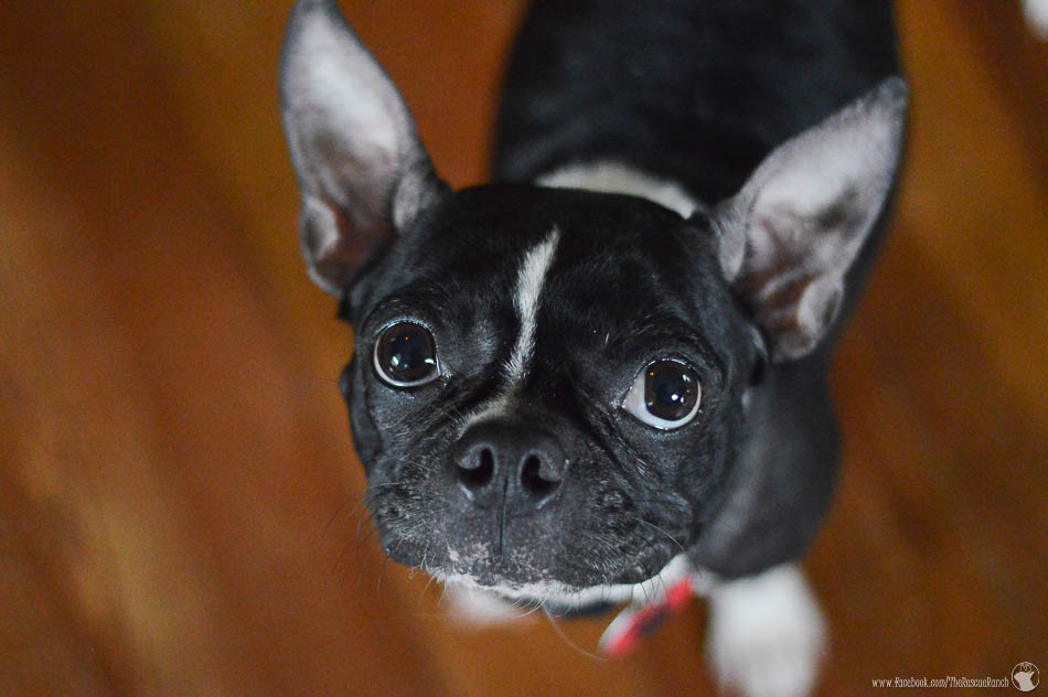 Meet Georgia – Adopted