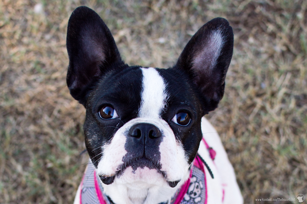 Meet Bianca – ADOPTED