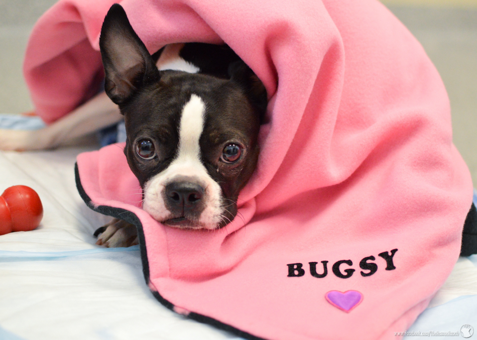 Meet Bugsy – Adopted