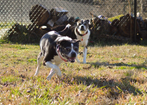 Tippy_Tubby_2.27.16-4