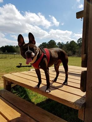 Meet Gunnar – Adopted