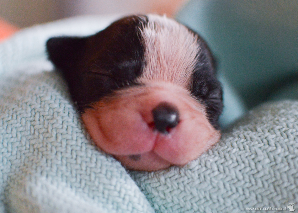 Three Little Piggies – Adopted