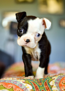 ThreePiggies_6Weeks_4.18.16-2