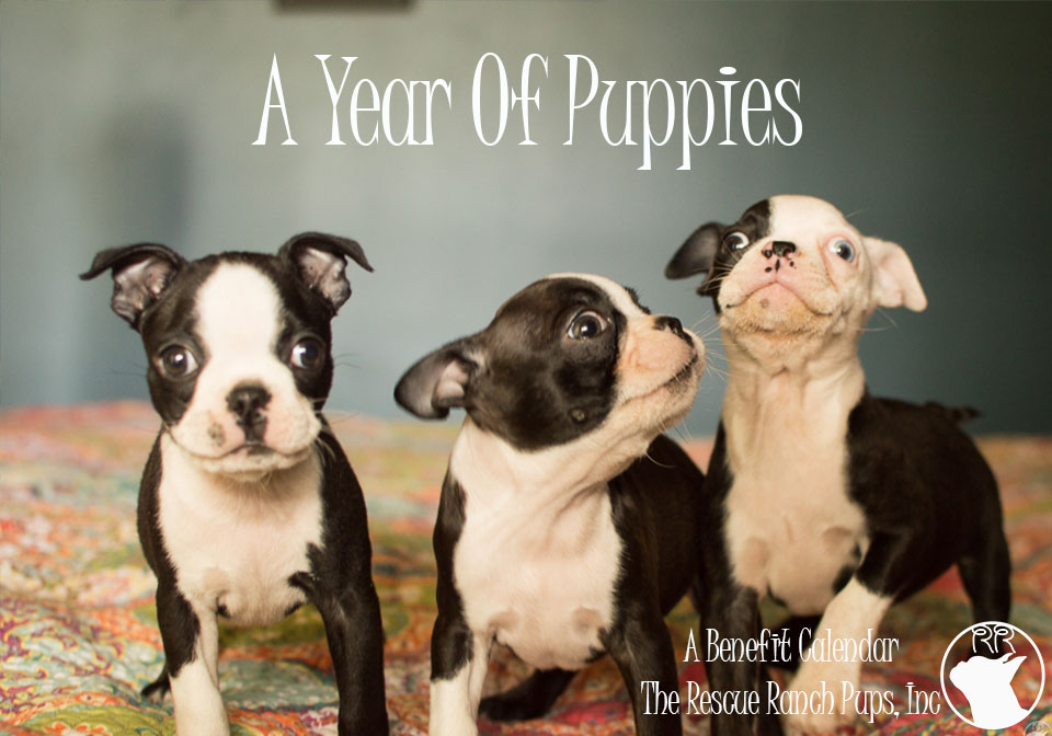 The Year Of Puppies 2017 Calendar