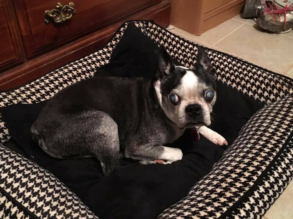 Senior Sweetheart Butch