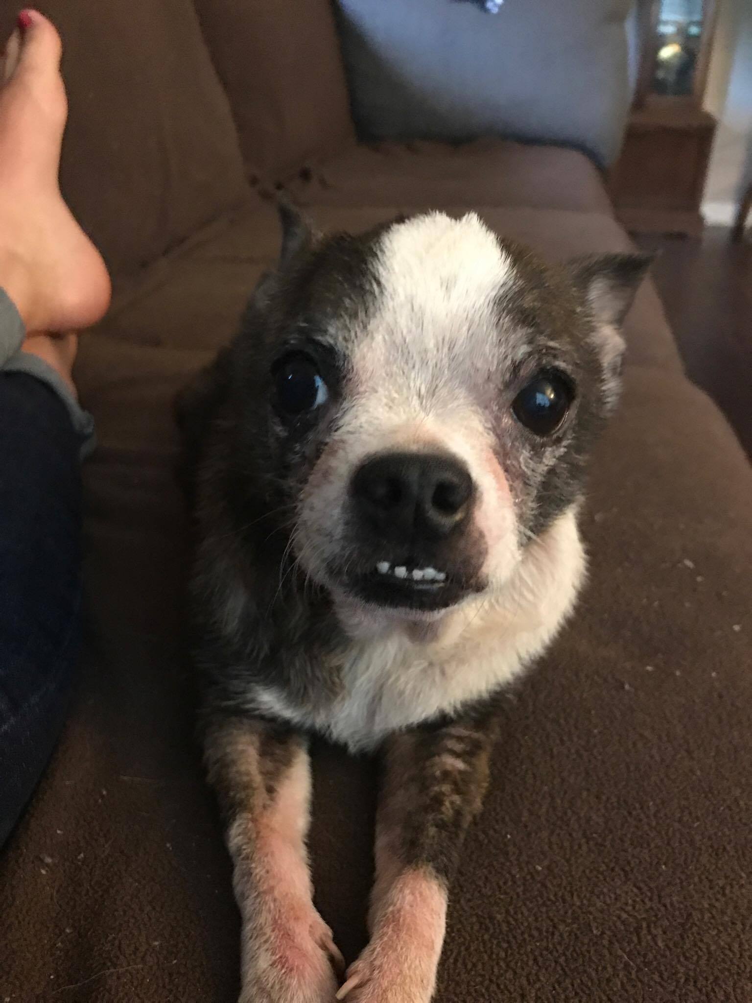 Meet Opossum – ADOPTED