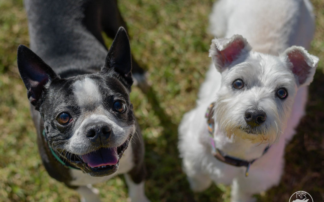 Meet Dottie & Ethel – ADOPTED